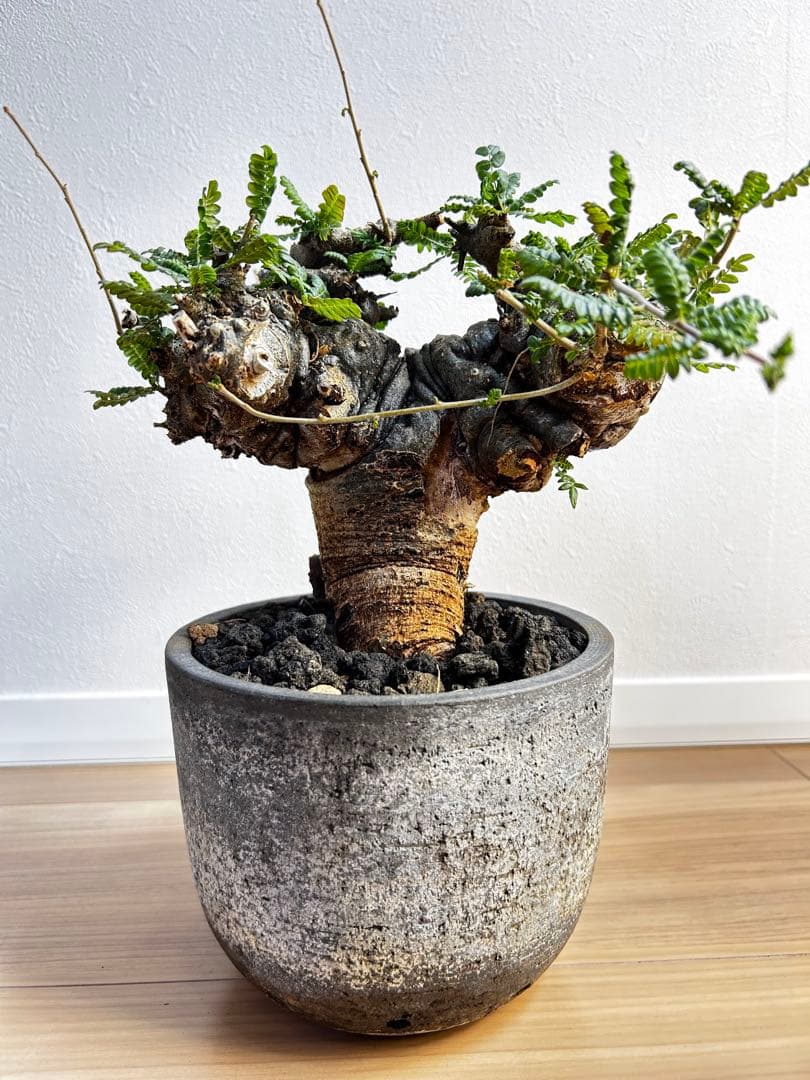 【発根済】ボスウェリア ネグレクタ